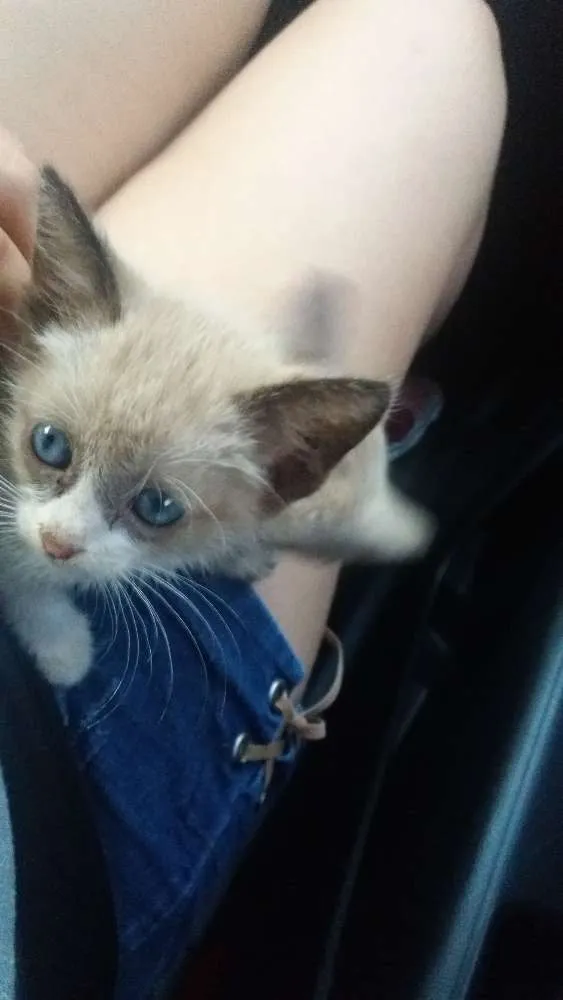 Gato ra a Siamês  idade 2 a 6 meses nome Não tem