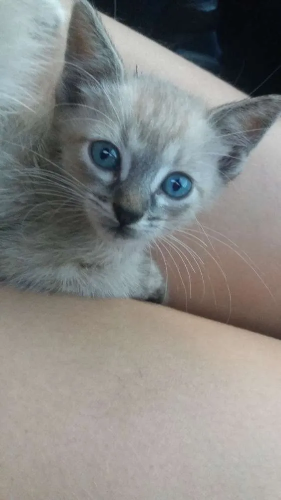 Gato ra a Siamês  idade 2 a 6 meses nome Não tem