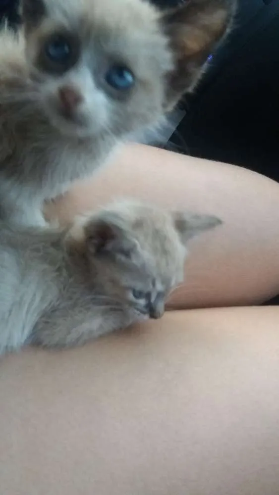 Gato ra a Siamês  idade 2 a 6 meses nome Não tem