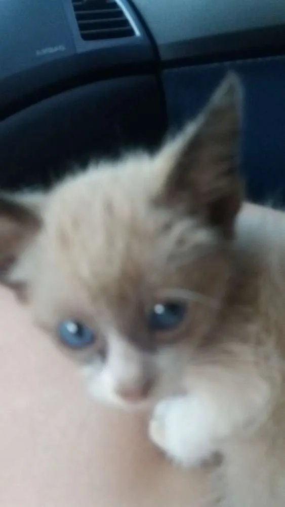 Gato ra a Siamês  idade 2 a 6 meses nome Não tem