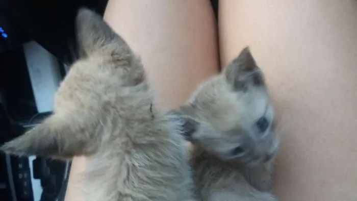 Gato ra a Siamês  idade 2 a 6 meses nome Não tem