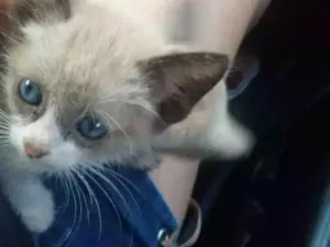 Gato raça Siamês  idade 2 a 6 meses nome Não tem