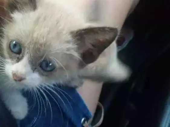Gato ra a Siamês  idade 2 a 6 meses nome Não tem