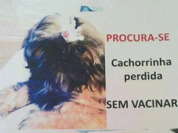 Cachorro ra a Shih Tzu  idade 2 a 6 meses nome Sofy