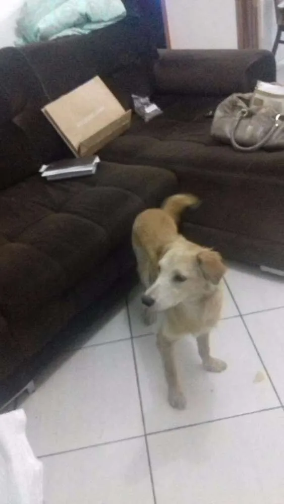 Cachorro ra a Sem  raca idade 1 ano nome Colocamos betowen