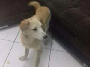 Cachorro raça Sem  raca idade 1 ano nome Colocamos betowen