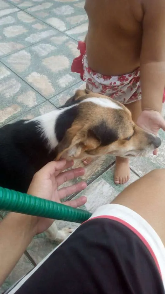 Cachorro raça viralata idade 7 a 11 meses nome Bolinja