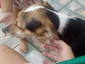 Cachorro raça viralata idade 7 a 11 meses nome Bolinja