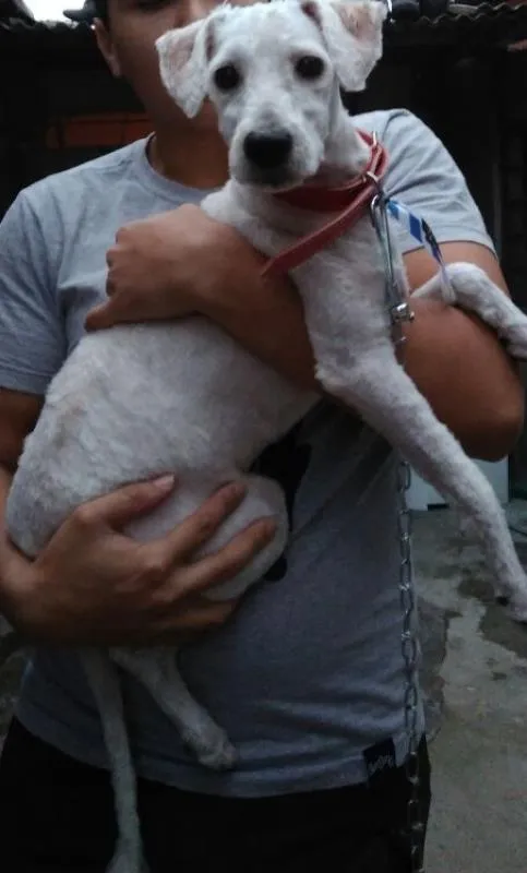 Cachorro ra a SRD idade 7 a 11 meses nome Toy