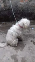Toy