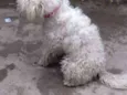 Toy