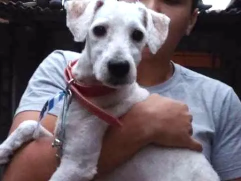 Cachorro ra a SRD idade 7 a 11 meses nome Toy
