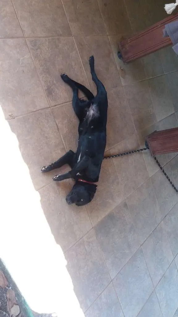 Cachorro raça Labrador idade 1 ano nome Preta 