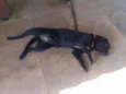 Preta 
