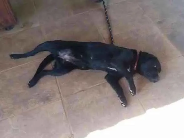 Cachorro raça Labrador idade 1 ano nome Preta 