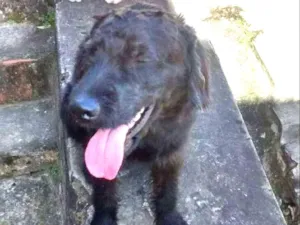 Cachorro raça labrador/ poodle idade 7 a 11 meses nome Thor