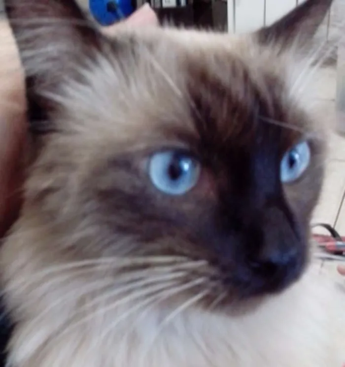 Gato ra a Siamês idade 1 ano nome Maria