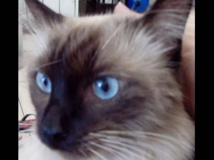 Gato ra a Siamês idade 1 ano nome Maria
