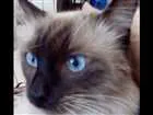 Gato raça Siamês idade 1 ano nome Maria