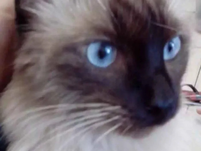 Gato ra a Siamês idade 1 ano nome Maria