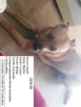 Spaik