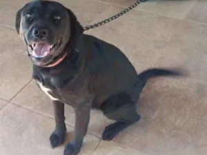 Cachorro raça Labrador idade 1 ano nome Preta 