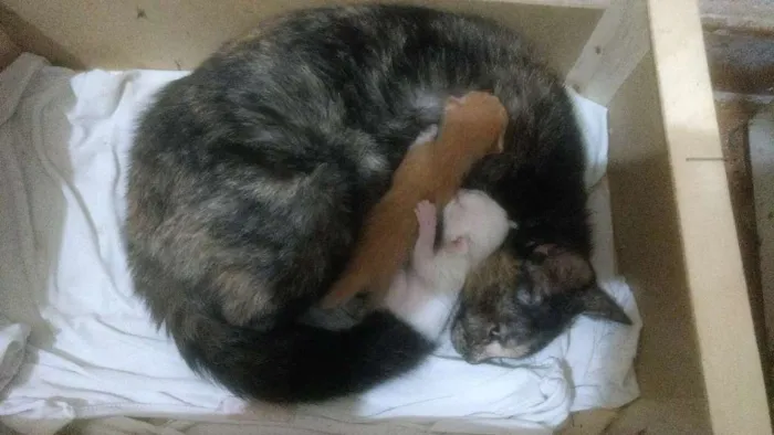 Gato ra a Viralata idade 3 anos nome Mayellen 
