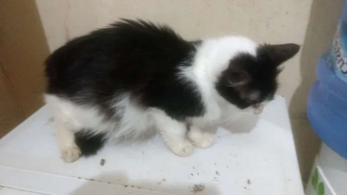 Gato ra a Viralata idade 2 anos nome Mimi
