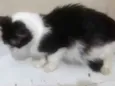 Mimi