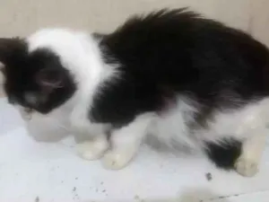 Gato raça Viralata idade 2 anos nome Mimi