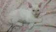 Bartolomeu 
