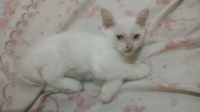 Gato ra a Viralata  idade Abaixo de 2 meses nome Bartolomeu 