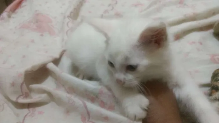 Gato ra a Viralata  idade Abaixo de 2 meses nome Victoria