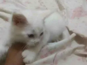Gato raça Viralata  idade Abaixo de 2 meses nome Victoria
