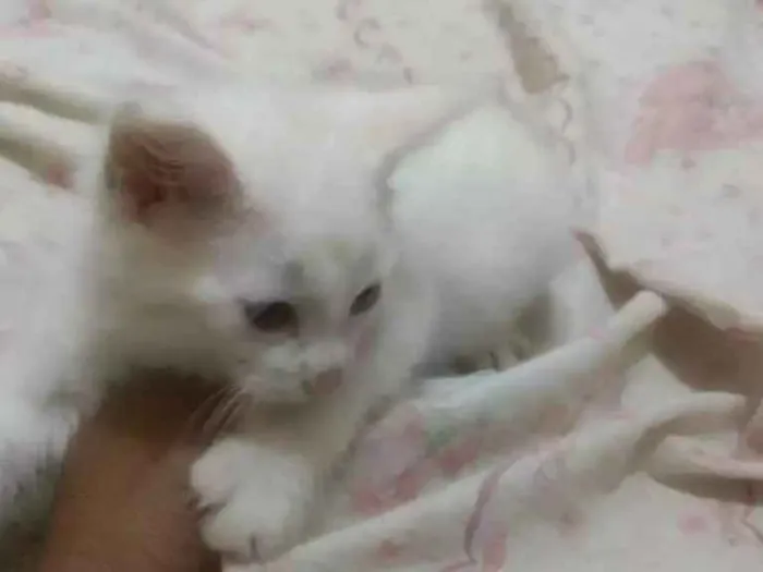 Gato ra a Viralata  idade Abaixo de 2 meses nome Victoria