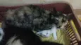 Dafne
