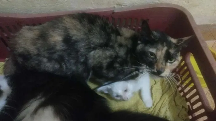 Gato ra a Viralata idade 4 anos nome Dafne