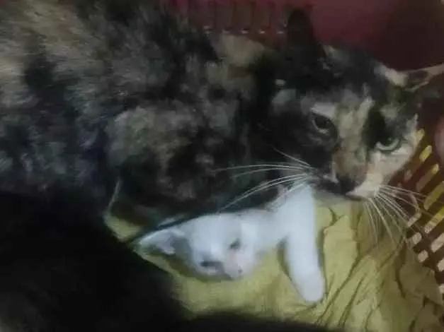Gato ra a Viralata idade 4 anos nome Dafne