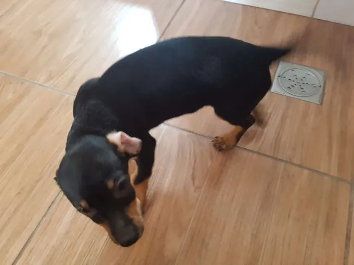 Cachorro ra a Srd idade 2 a 6 meses nome Julieta