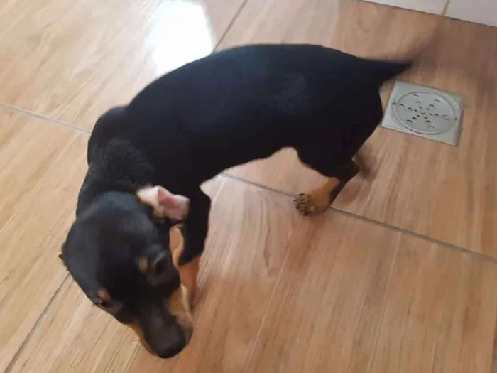 Cachorro ra a Srd idade 2 a 6 meses nome Julieta