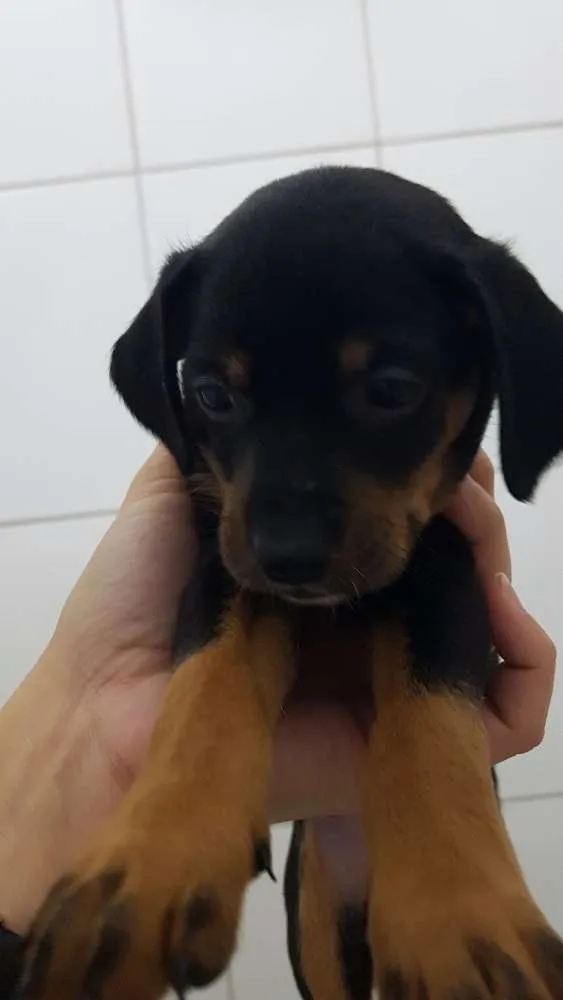 Cachorro ra a Srd idade 2 a 6 meses nome Julieta