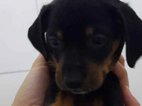 Cachorro ra a Srd idade 2 a 6 meses nome Julieta