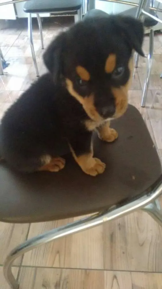 Cachorro ra a  idade 2 a 6 meses nome sem nome