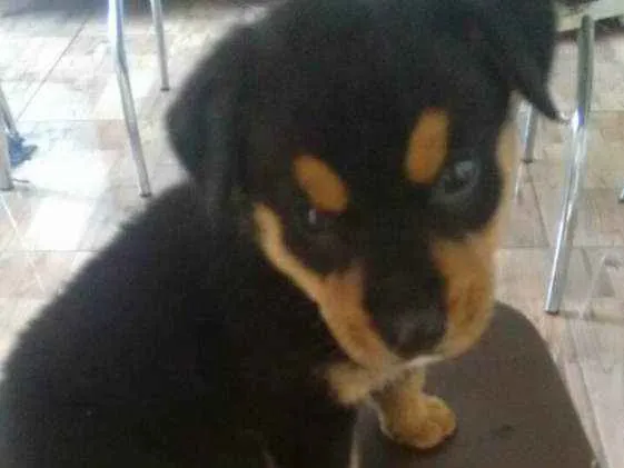 Cachorro ra a  idade 2 a 6 meses nome sem nome