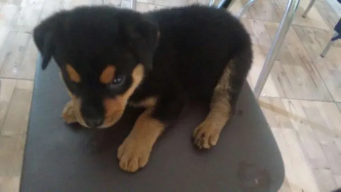 Cachorro ra a  idade 2 a 6 meses nome sem nome