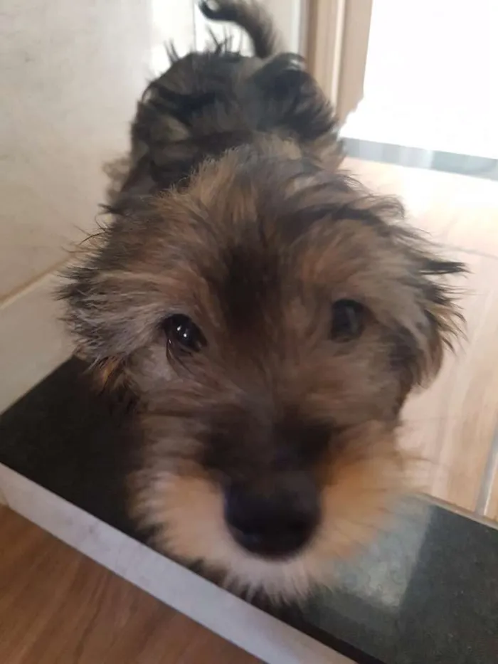Cachorro ra a Srd idade 2 a 6 meses nome Gabi