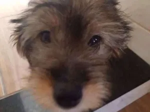 Cachorro raça Srd idade 2 a 6 meses nome Gabi