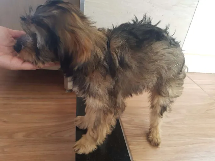 Cachorro ra a Srd idade 2 a 6 meses nome Gabi