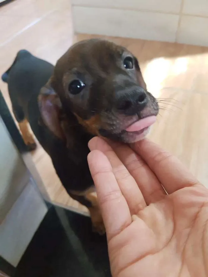 Cachorro ra a Srd idade 2 a 6 meses nome Romeu