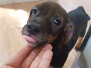 Cachorro raça Srd idade 2 a 6 meses nome Romeu